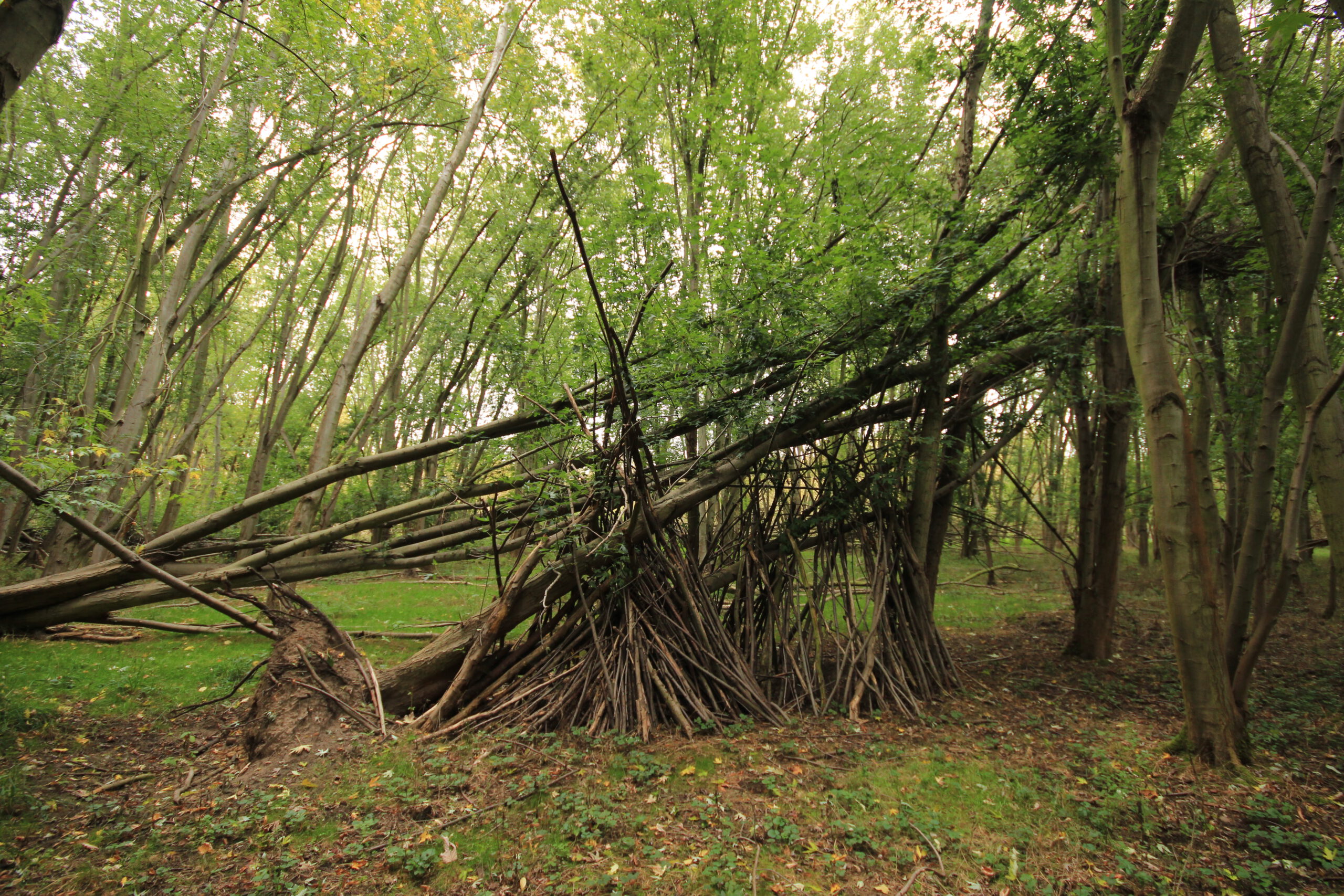 You are currently viewing Ast-Tipis in NSGs