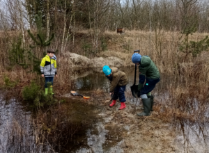 Read more about the article Junior-Ranger: Arbeitseinsatz für den Amphibienschutz