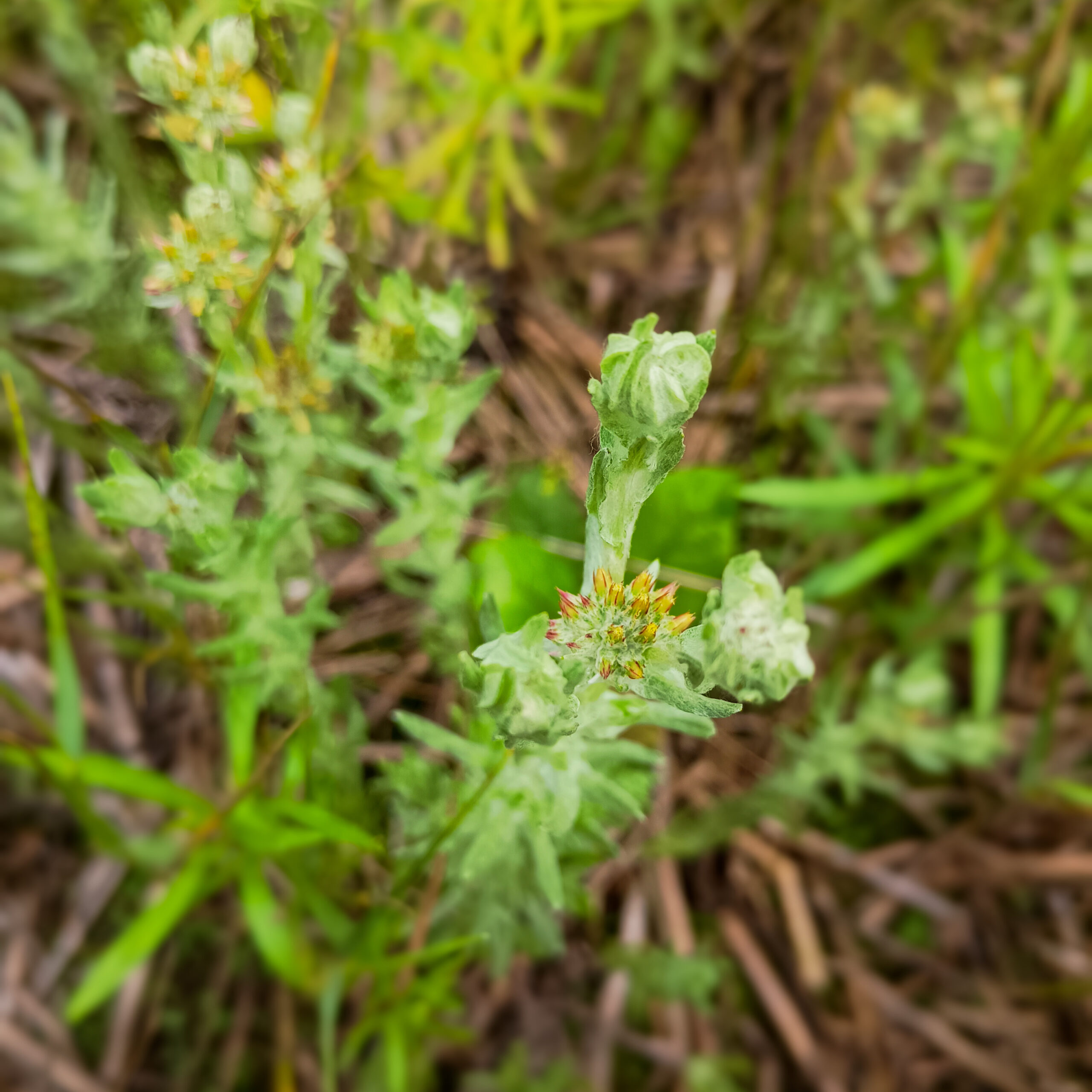 Du betrachtest gerade Sensationelle Filzkraut-Funde in Pankow: Seit 120 Jahren verschollene Pflanze wiederentdeckt!