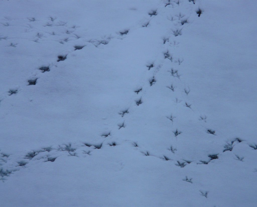 bird-tracks-91238_1280