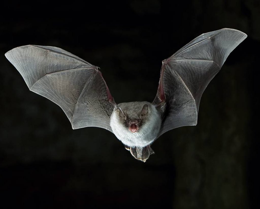 fledermaus